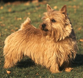 Norwich Terrier dog breed
