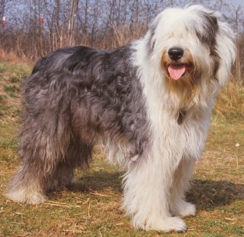 Old English Sheepdog dog breed