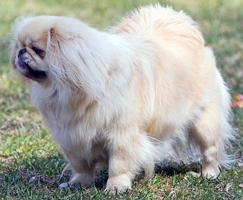 Pekingese dog breed