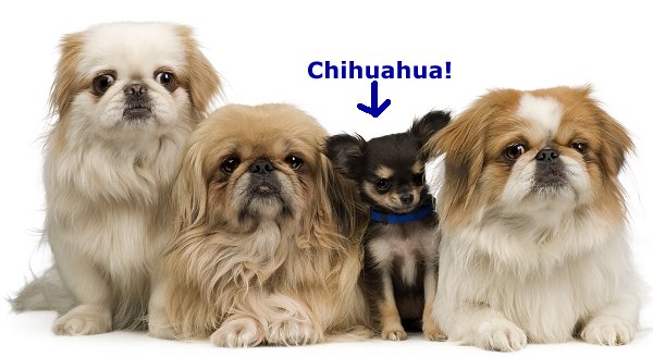 PEKINGESE: What's Good About 'Em? What's Bad About '