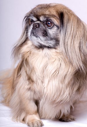 PEKINGESE: What's Good About 'Em? What's Bad About '