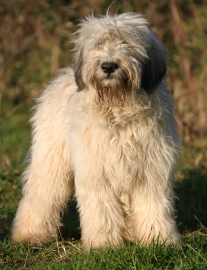 Polish Lowland Sheepdog dog breed