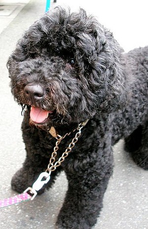 Dog Breeds → Portuguese Water Dogs → Portuguese Wat