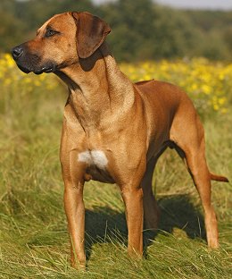 Rhodesian Ridgeback dog breed