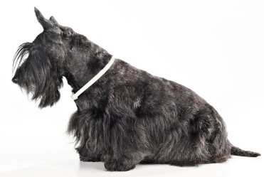 Scottish Terrier dog breed