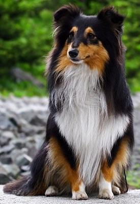 Shetland Sheepdog dog breed
