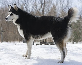 ... Husky FAQ: Frequently Asked Questions About Siberian Husky Dogs