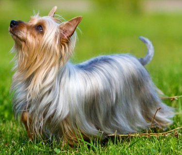 Silky Terrier dog breed