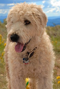 Soft-Coated Wheaten Terrier dog breed