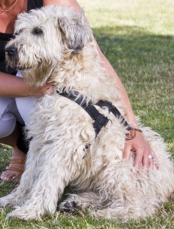Soft Coated Wheaten Terrier dog breed