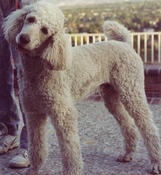 Standard Poodles: What's Good About 'Em? What's Bad About 'Em?
