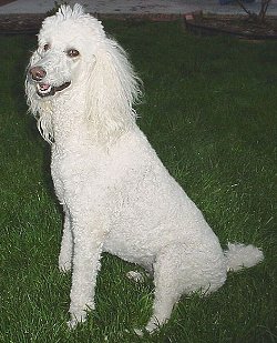 What are some tips for adopting a standard poodle?