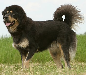 Tibetan Mastiff dog breed