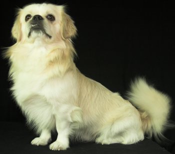 Tibetan Spaniel dog breed