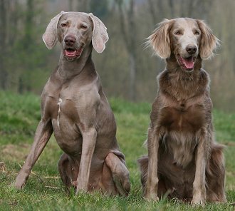 What are some things you need to know before adopting a Weimaraner?