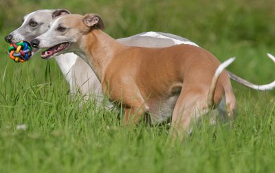 What breed is a bull whippet?