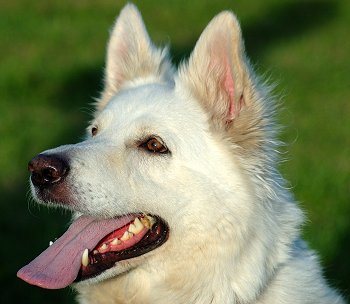 ... Dog Breeds → White German Shepherd → Buying or 