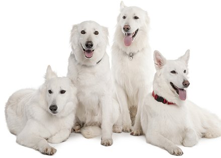 Home → Dog Breeds → White Shepherd → White Shephe