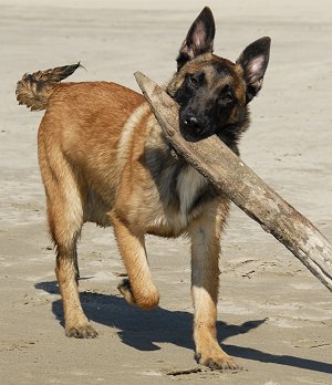 Belgian Malinois dog breed