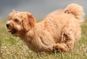 Havanese dog breed