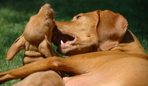 mother dog teaches her puppies good behavior