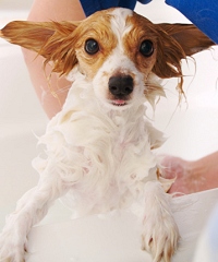 dog doesn't like baths