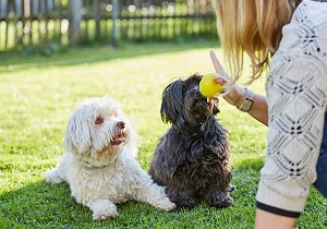 two havanese listening to owner