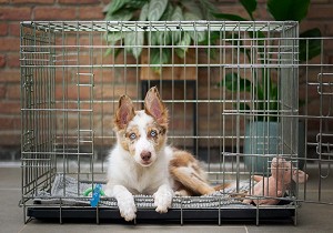 australian shepherd pup in crate