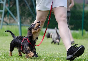 dachshund walking on leash