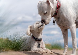 white boxer dog with small white poodle