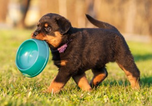 rottweiler puppy carrying food bowl