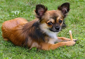 sable chihuahua with chew toy