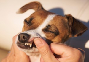 touching a pup's mouth and teeth