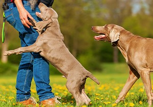 weimaraner jumping on person