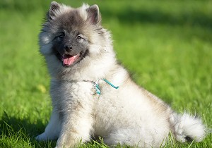 keeshond pup sitting on grass