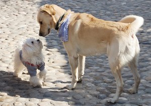 large dog inspects small dog