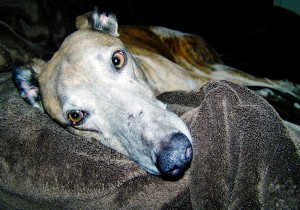 greyhound on his dog bed