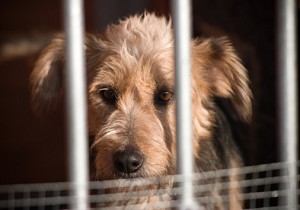 rescue dog in cage