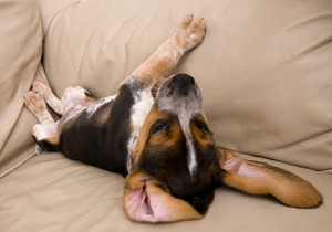 hound puppy sleeping on sofa