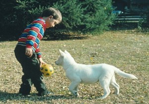 white shepherd pup playing with child