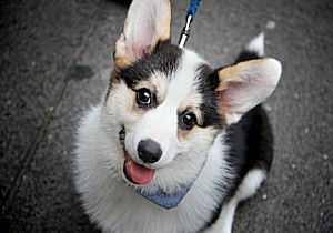 welsh corgi with attentive expression