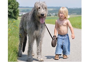 little boy leading irish wolfhound