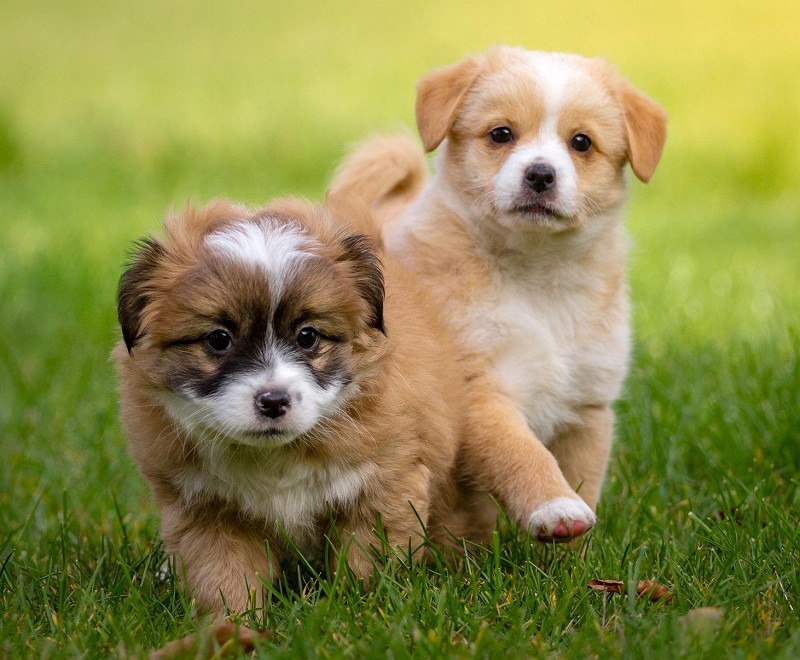 2 young puppies  on the grass