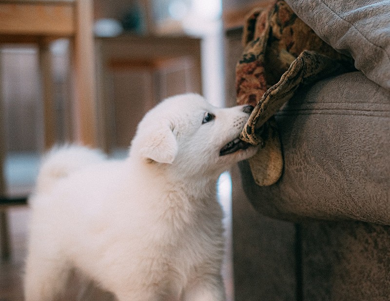 white pup biting at sofa fabric