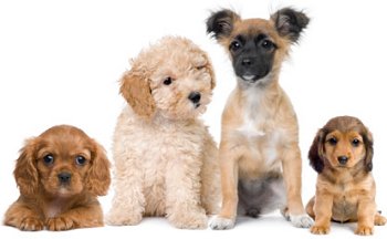 Puppies, choosing a dog breed