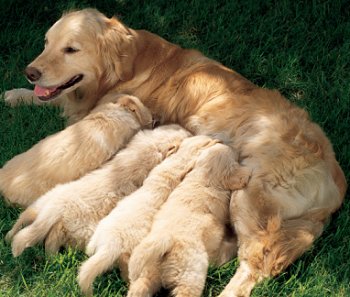 Puppies with their mother