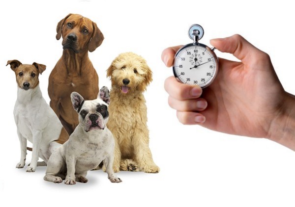 Dogs and stopwatch