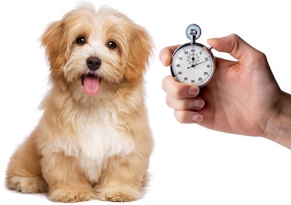 Puppy and stopwatch