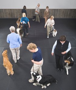obedience class