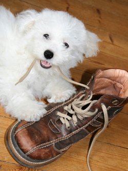 Puppy chewing on shoe